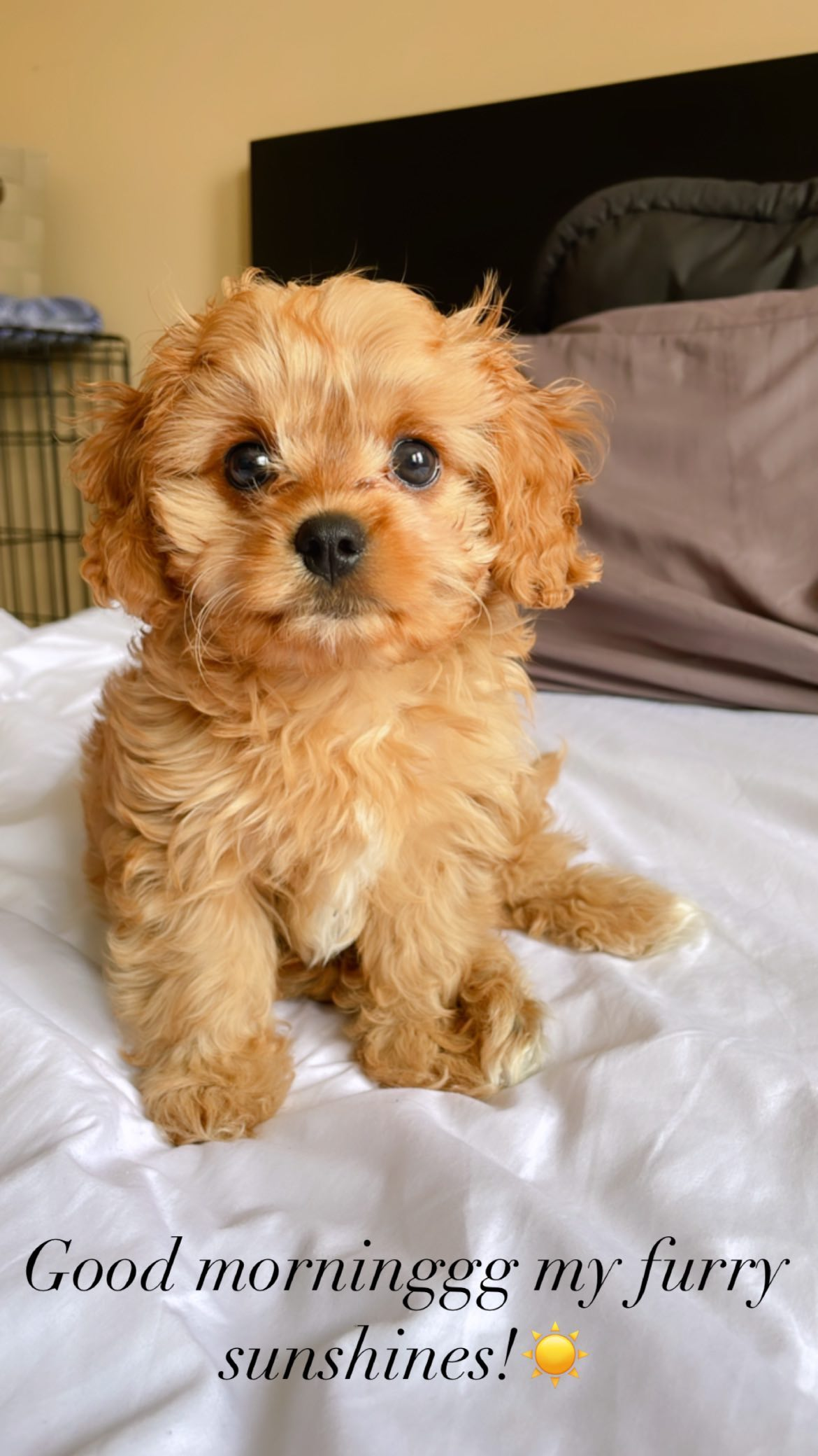 Best Cavapoo Baby
