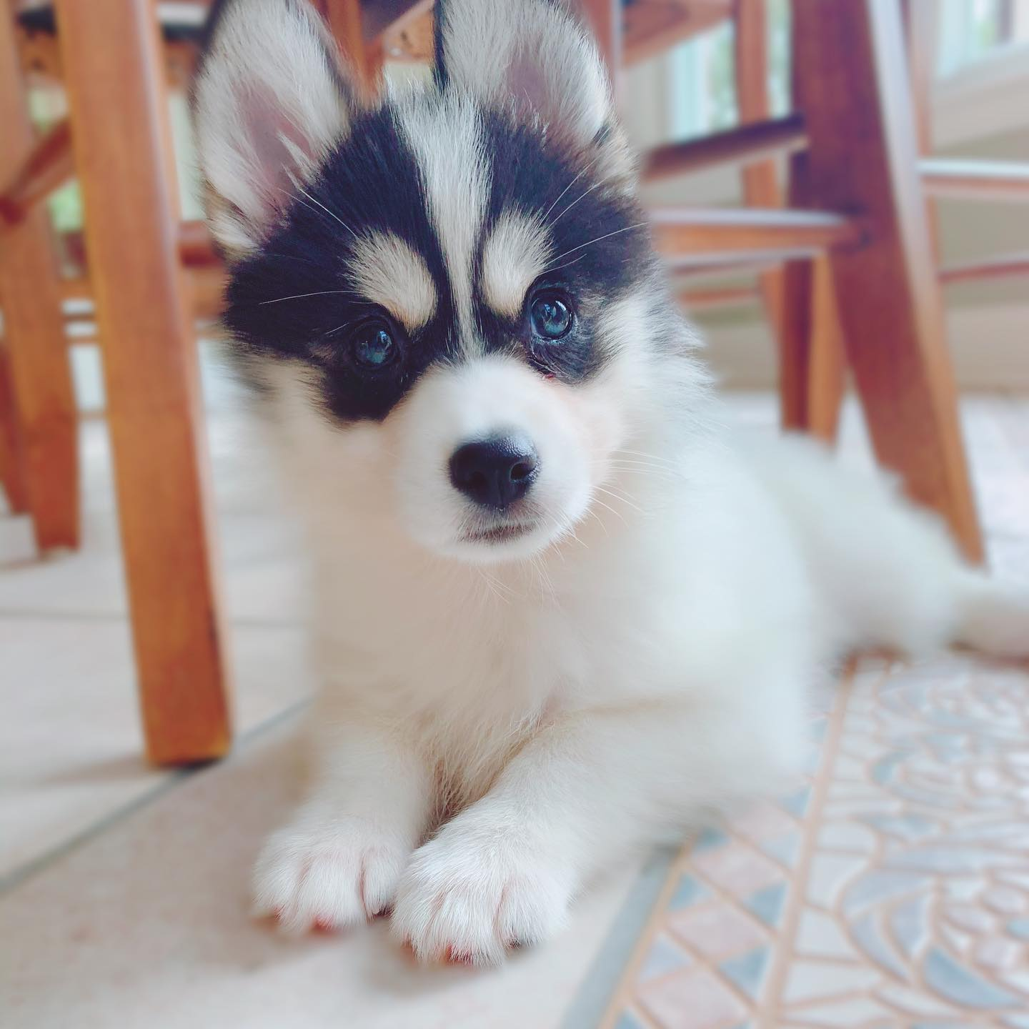 Pomsky Puppy for Adoption