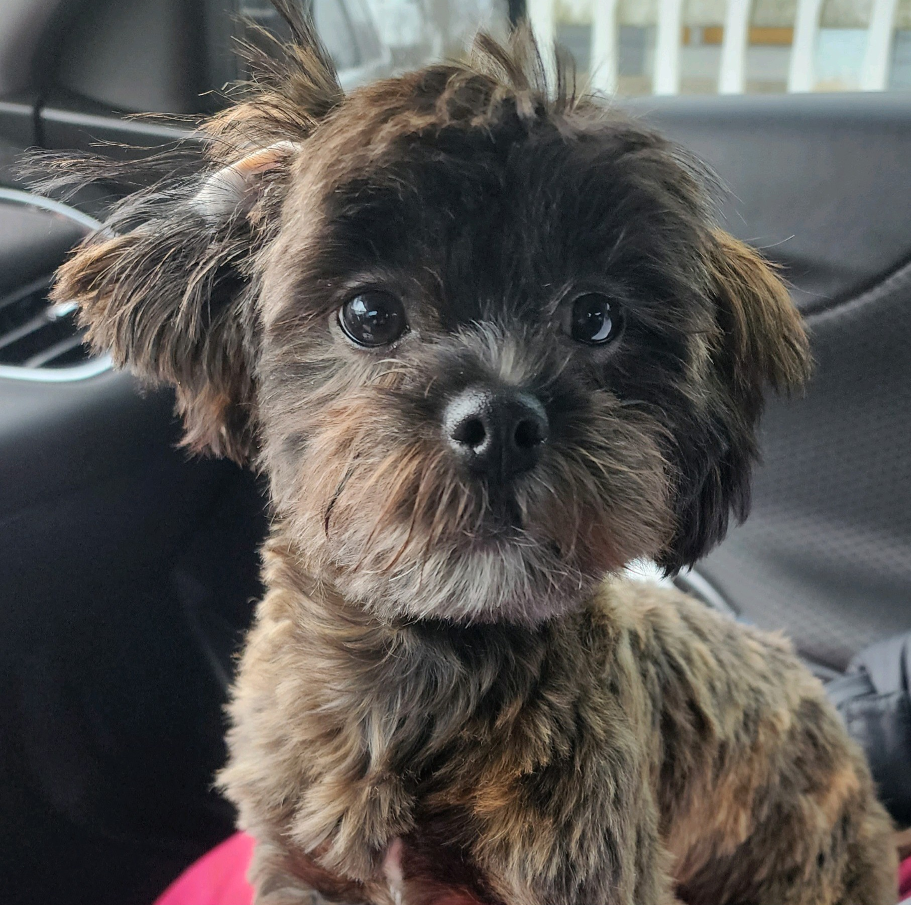 Popular Shih Poo Poodle Mix Pup