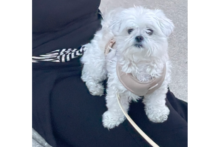 Teddy Bear Puppy for Adoption