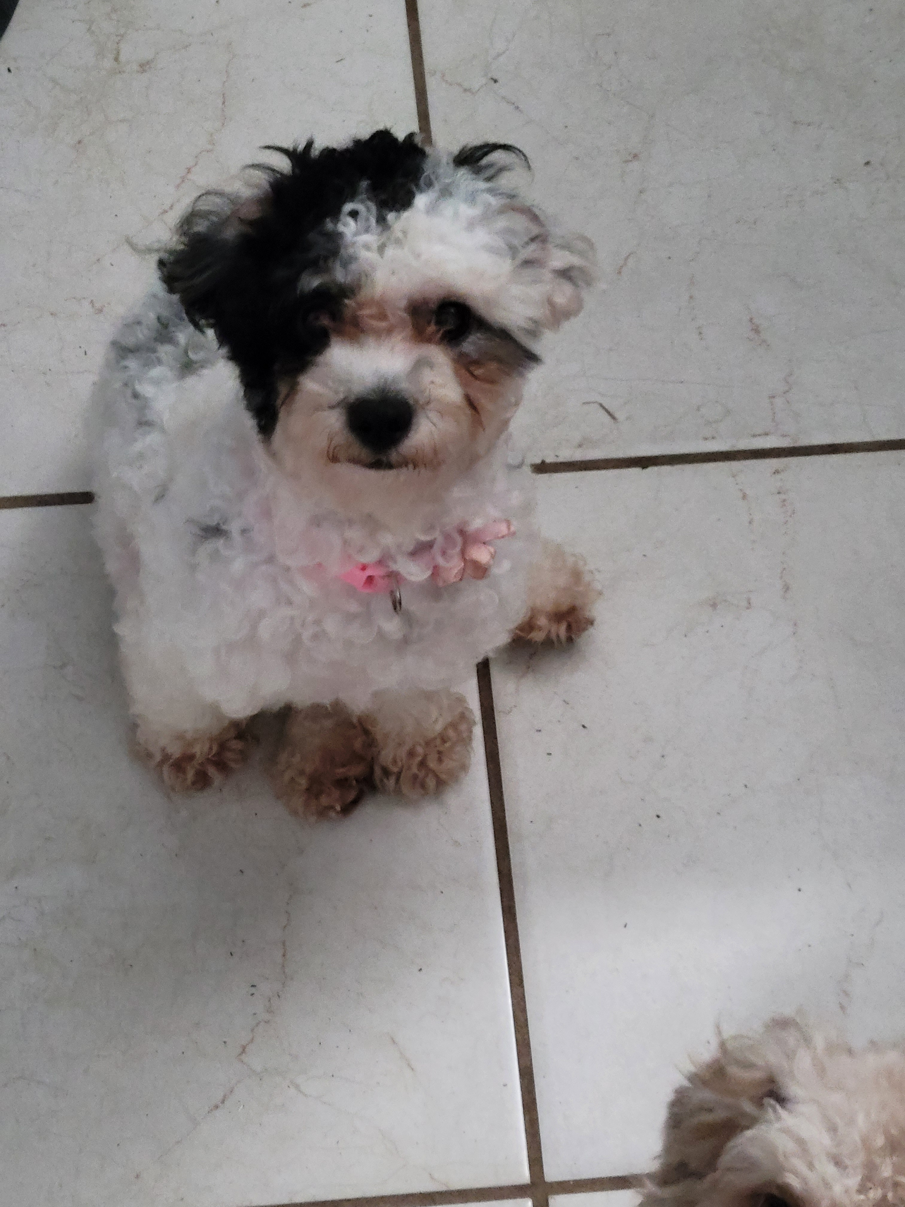 Poodle Pup Being Cute