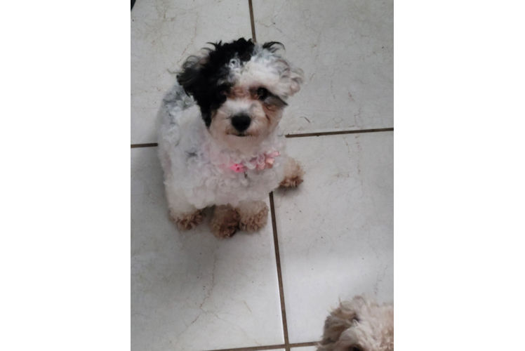 Poodle Pup Being Cute