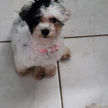 Popular Poodle Purebred Pup