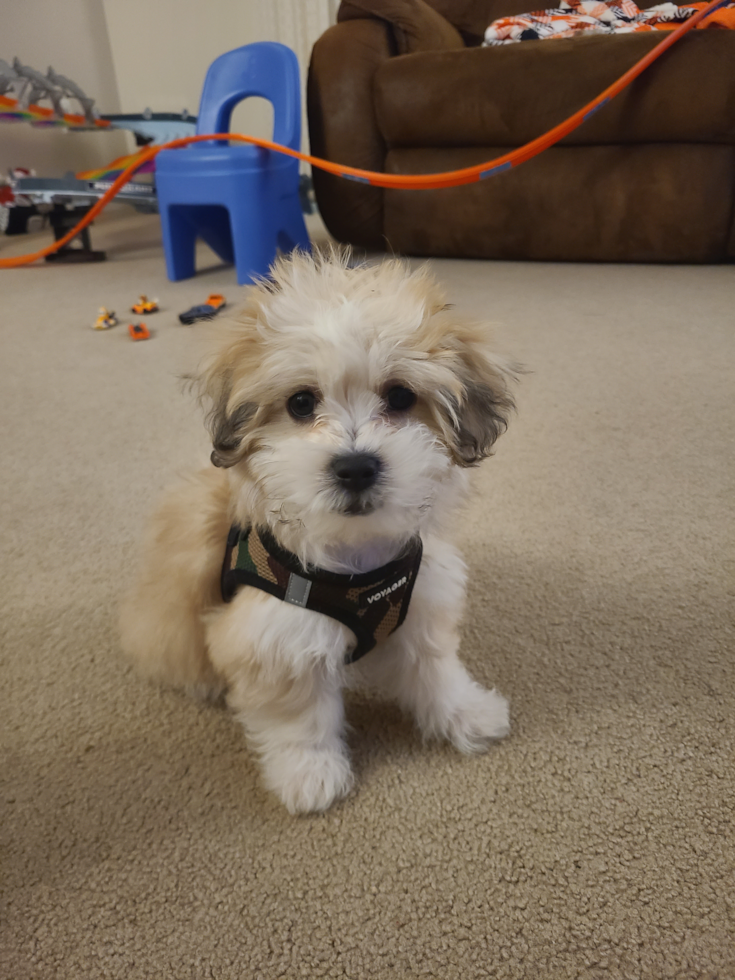 Funny Teddy Bear Designer Pup