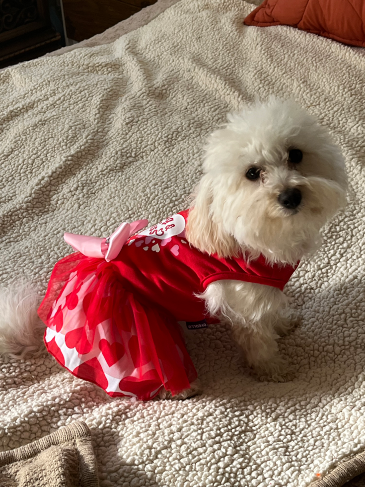 Smart Maltipoo Poodle Mix Pup