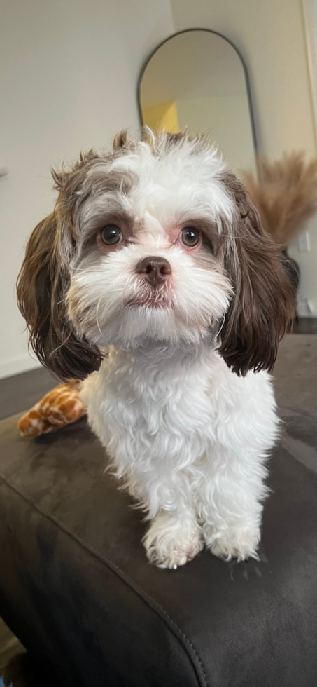 Adorable Shihpoo Poodle Mix Pup