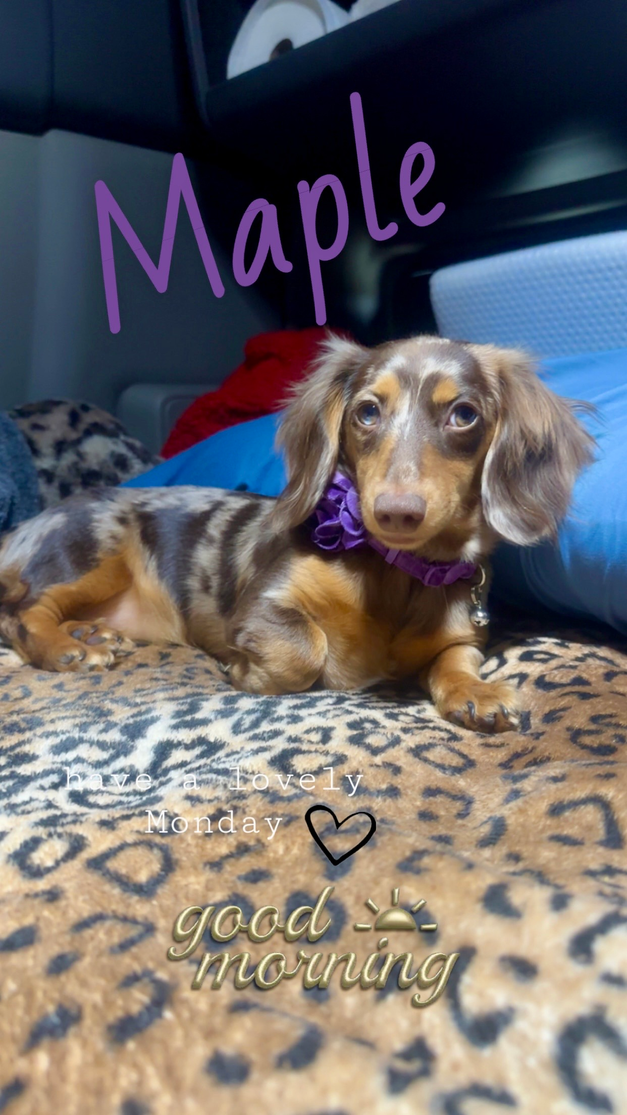 Dachshund Pup Being Cute