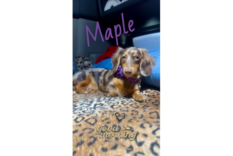 Dachshund Pup Being Cute