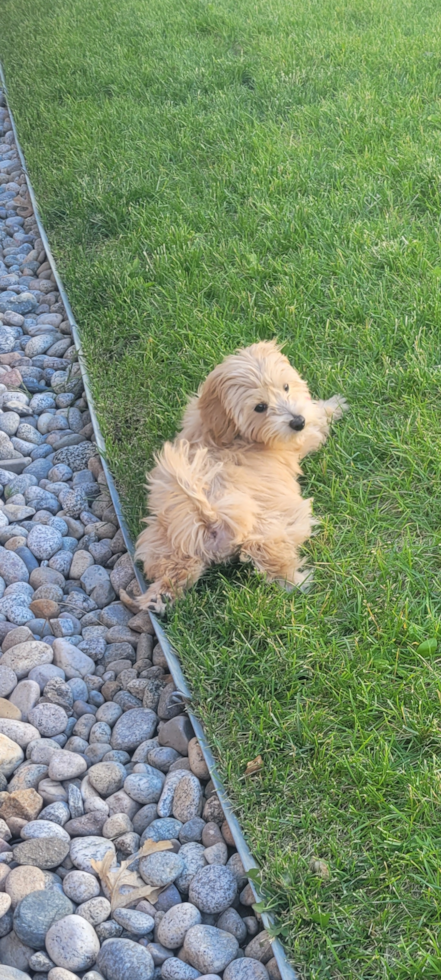 Energetic Maltese Poodle Poodle Mix Pup