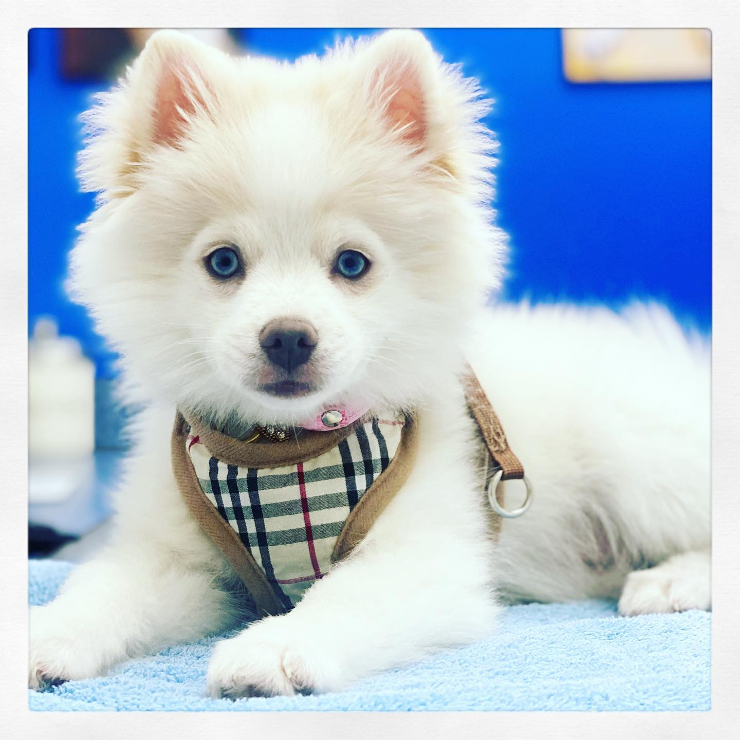 Pomsky Pup Being Cute