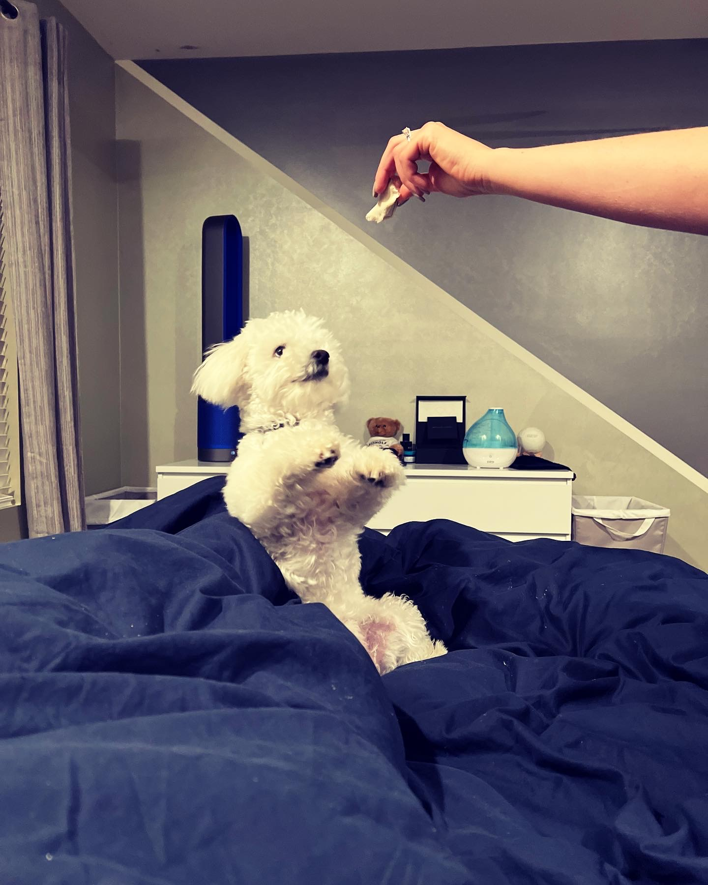 Akc Registered Bichon Frise Purebred Pup