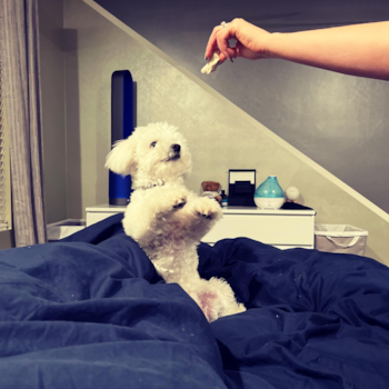 Pingree Grove Bichon Frise Pup