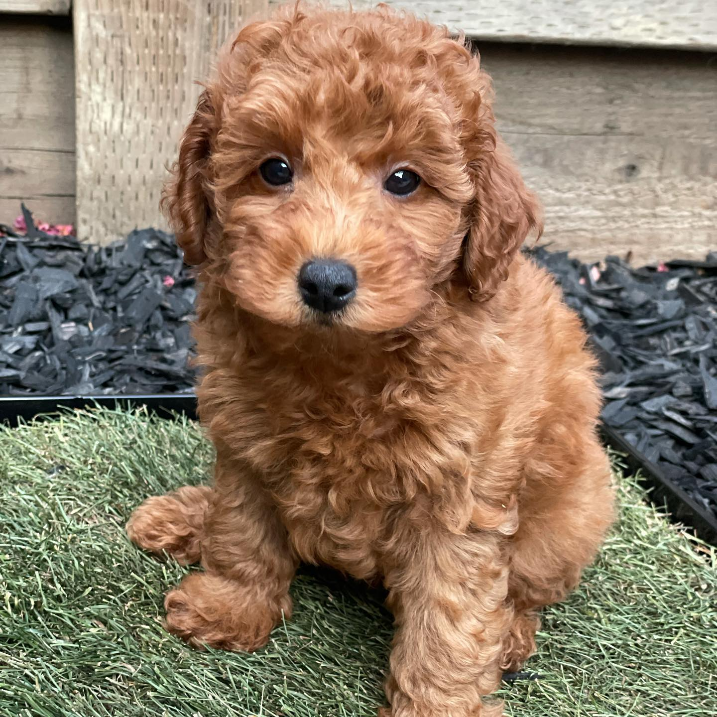 Funny Mini Goldendoodle Poodle Mix Pup