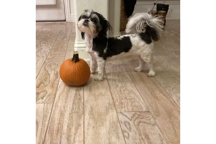 Adorable Shitzu Designer Puppy