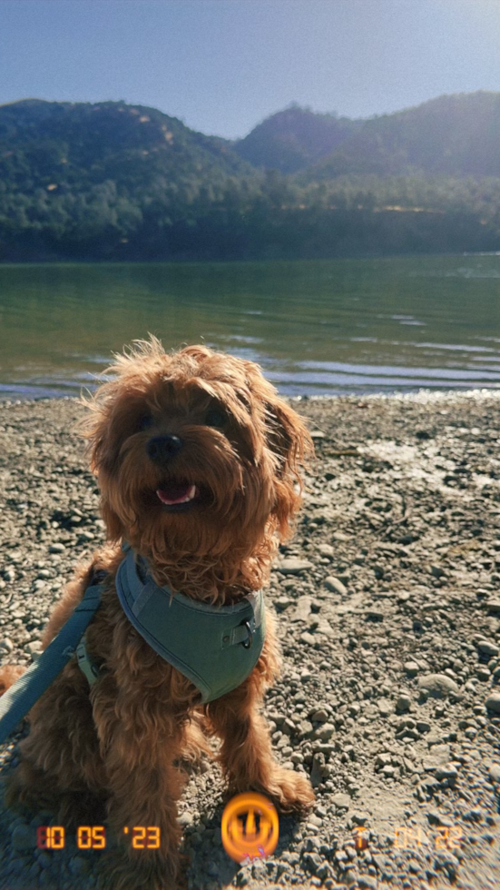 Smart Cavapoo Poodle Mix Pup