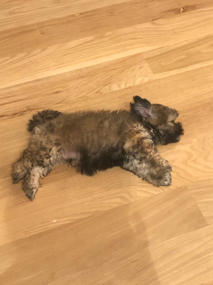 Hoover Teddy Bear Pup