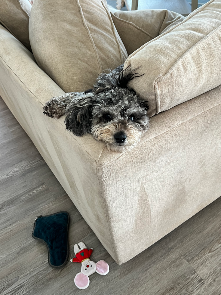 Popular Mini Aussiedoodle Poodle Mix Pup
