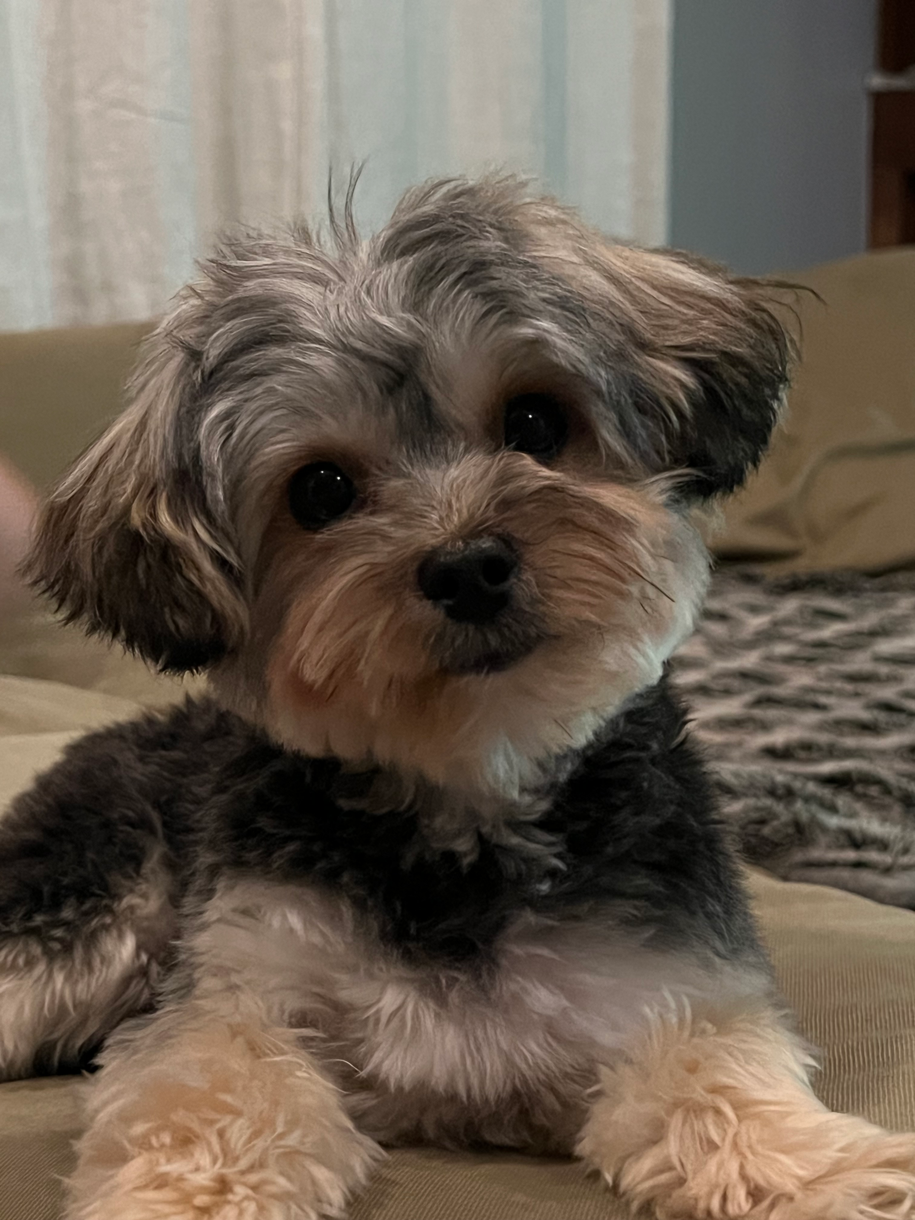 Petite Yorkie Chon Designer Pup