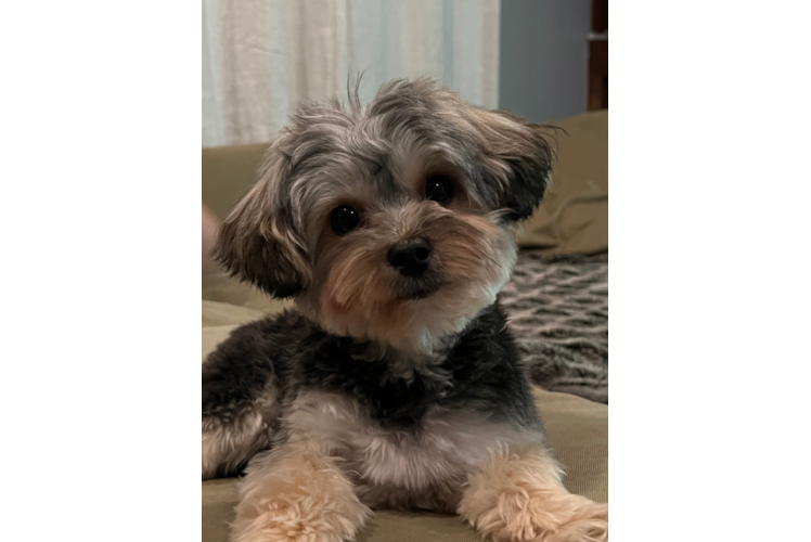 Petite Yorkie Chon Designer Pup