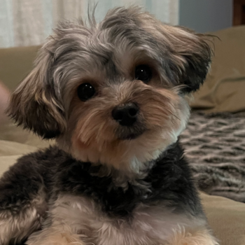 Friendly Yorkie Chon Pup