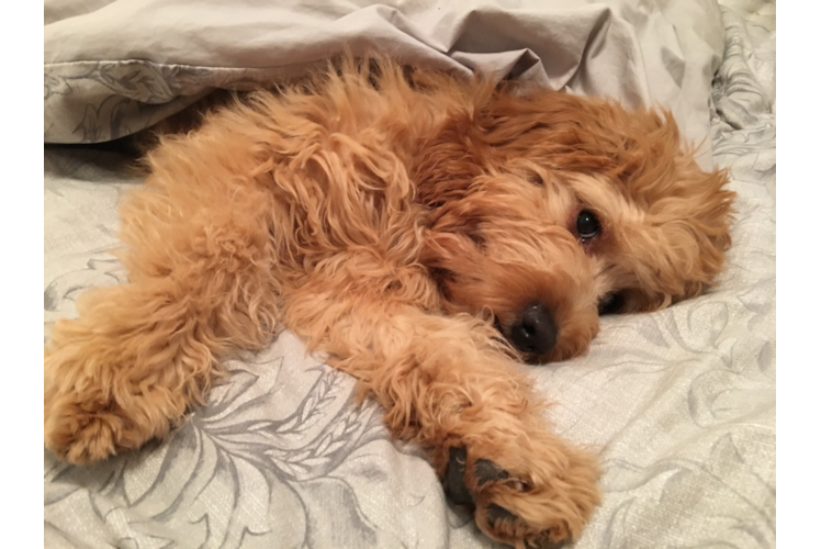 Cute Mini Goldendoodle Baby