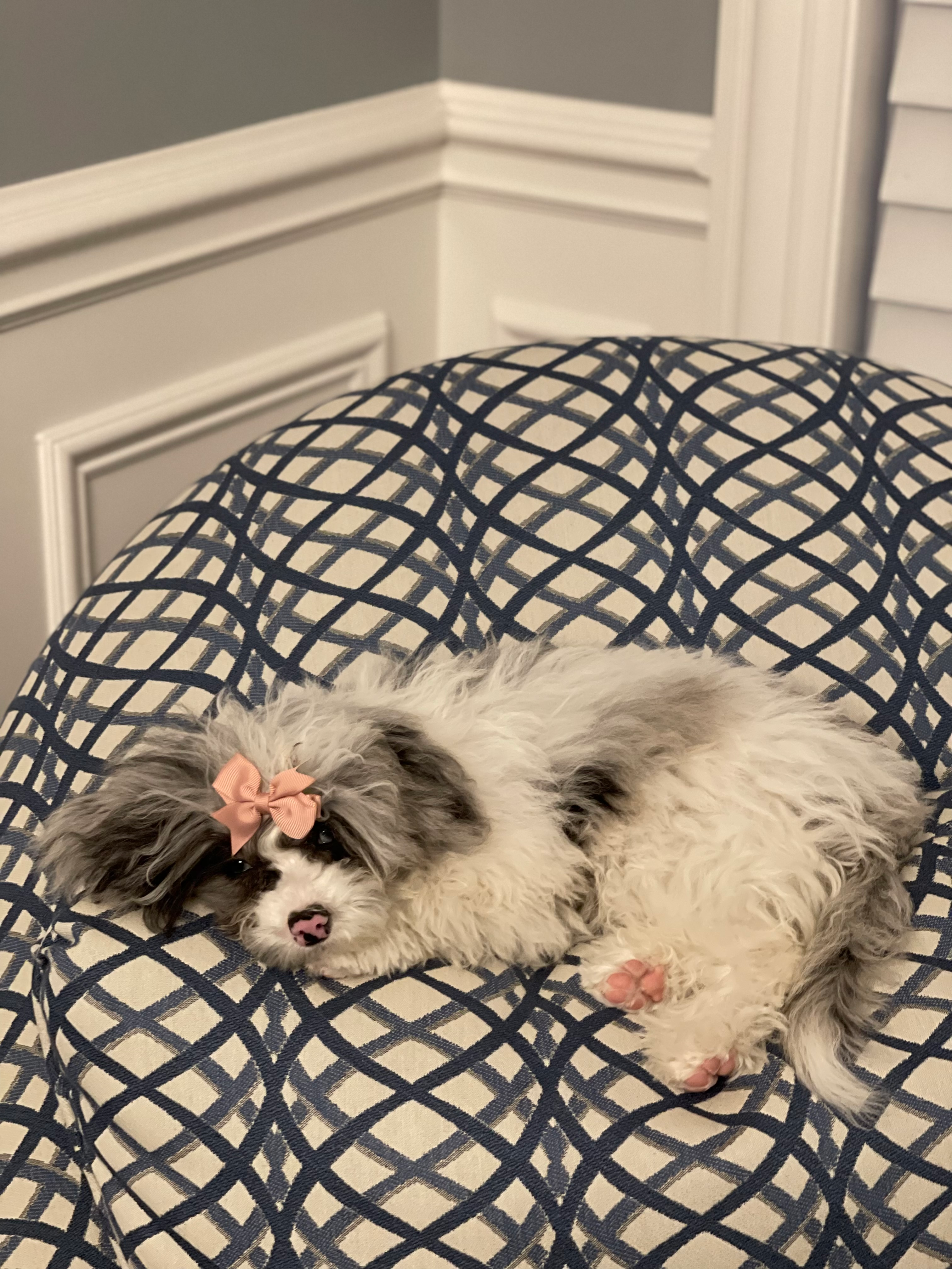 Little Sheep Dog Poodle Mix Puppy