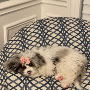 Playful Sheep Dog Poodle Mix Pup