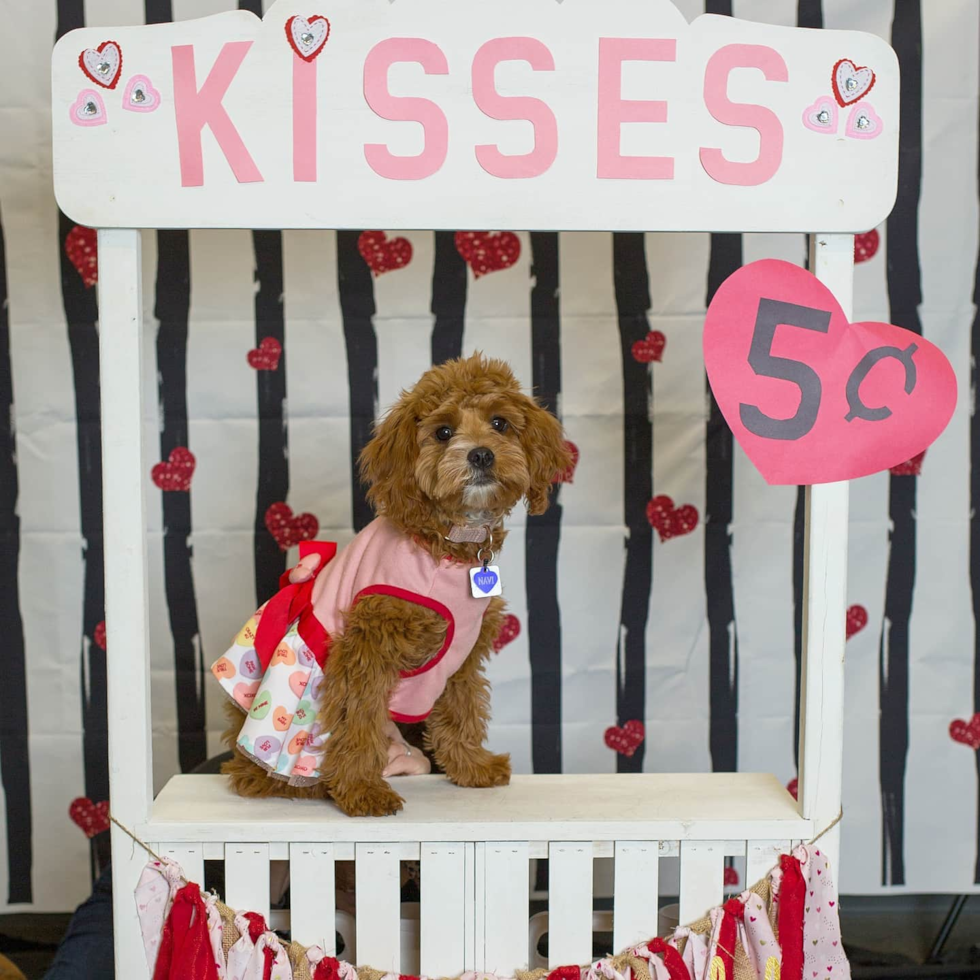 Saint Louis Cavapoo Pup