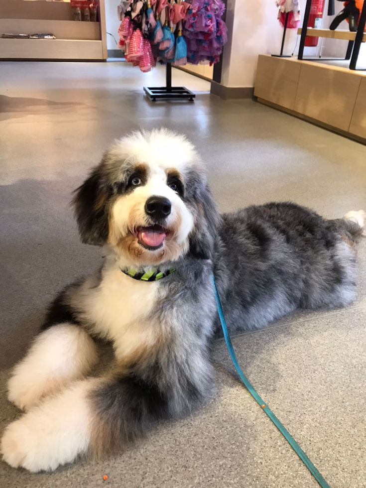 Hypoallergenic Mini Berniedoodle Poodle Mix Pup