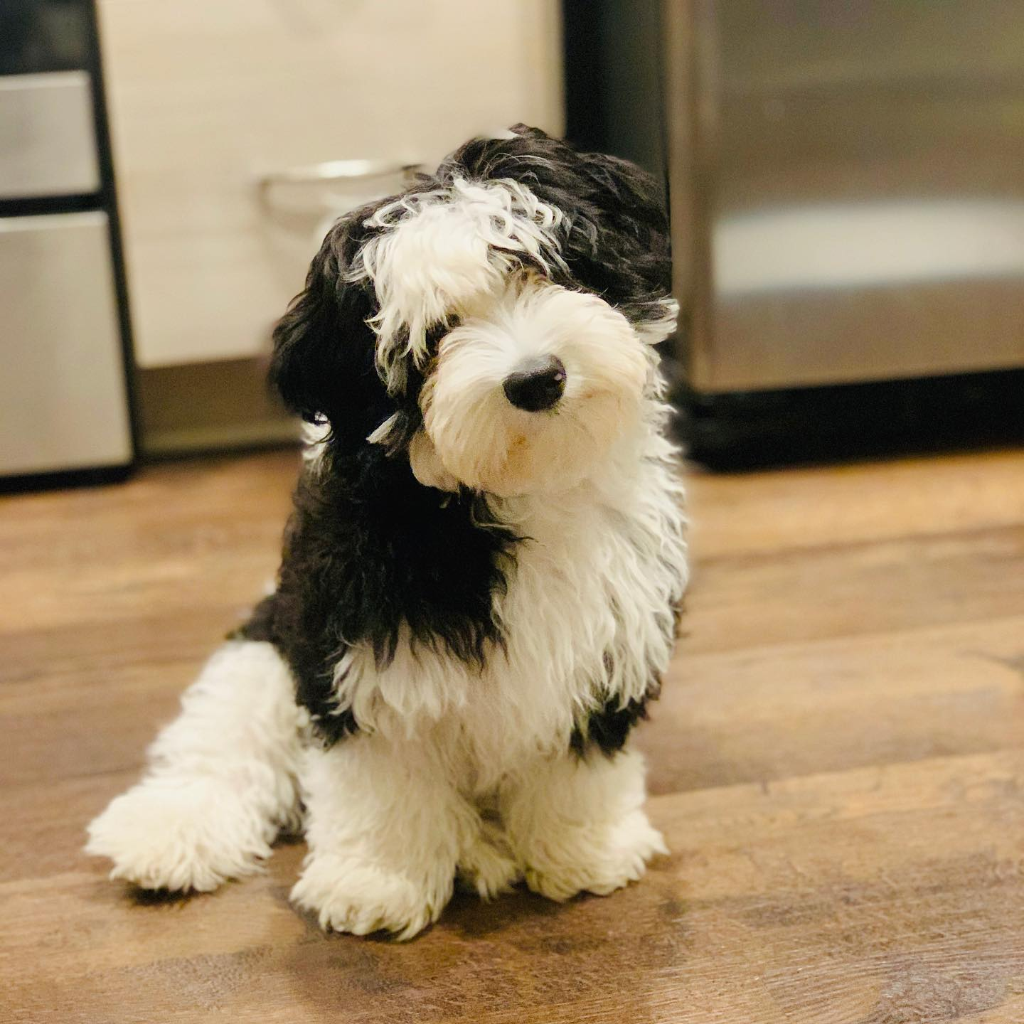 Mini Sheepadoodle Pup Being Cute