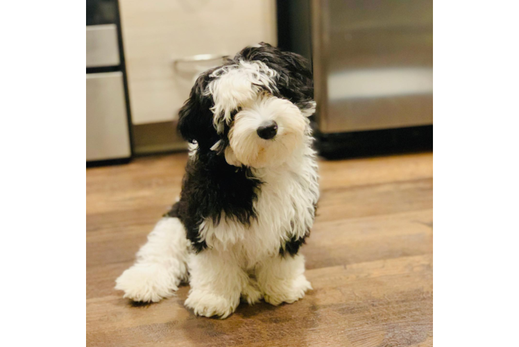 Mini Sheepadoodle Pup Being Cute
