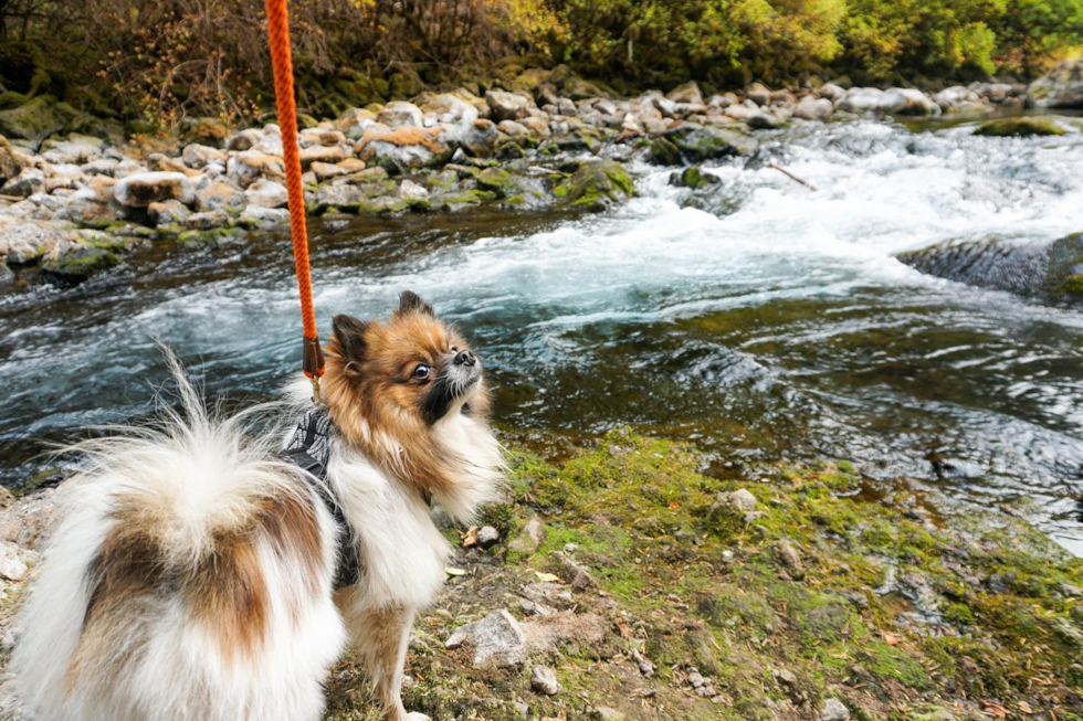 Portland Pomeranian Pup