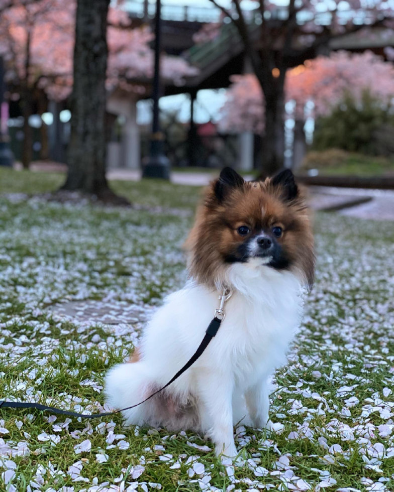 Portland Pomeranian Pup