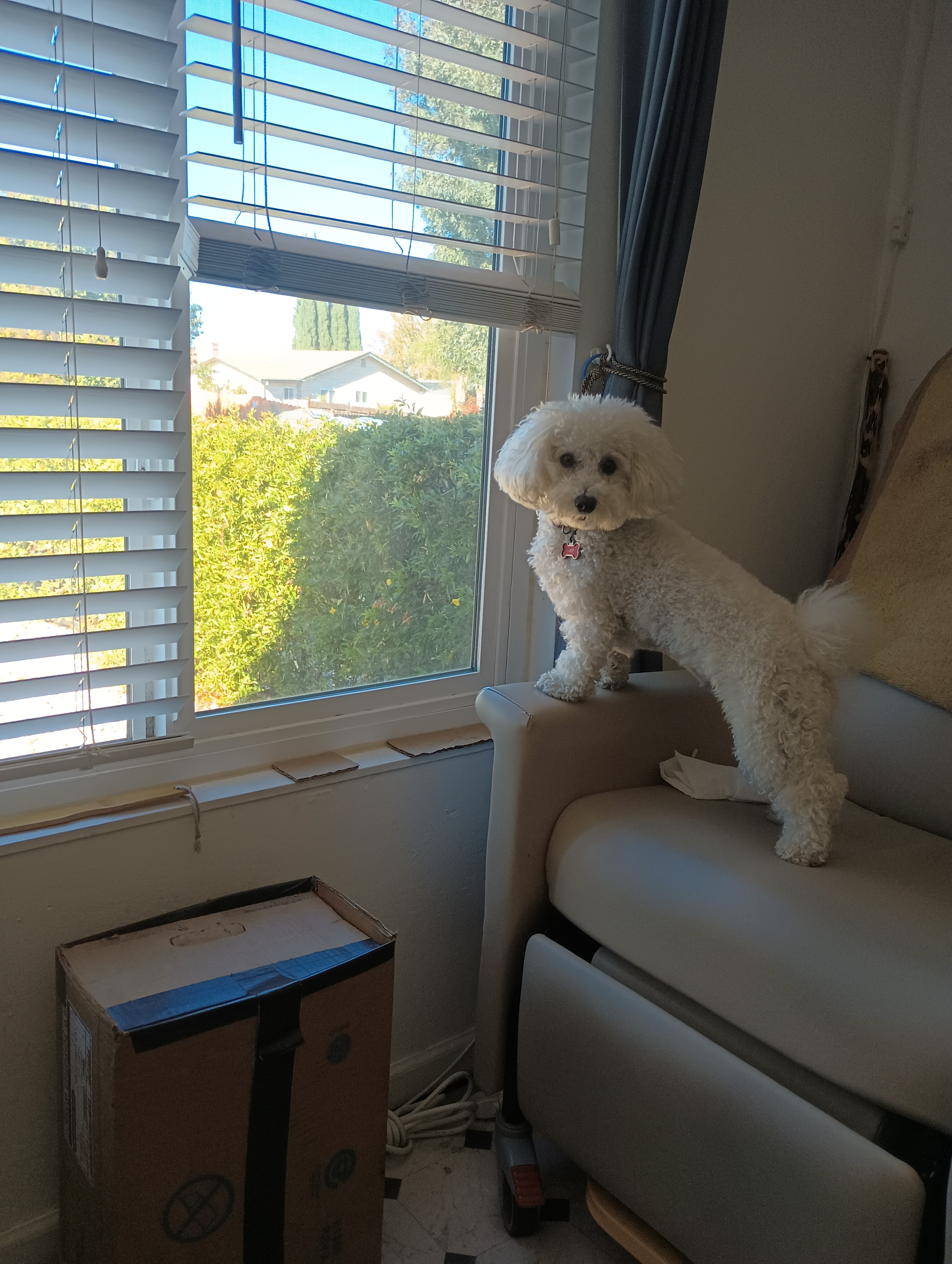 Poochon Puppy for Adoption