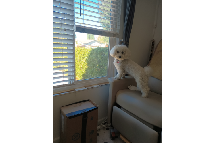 Poochon Puppy for Adoption