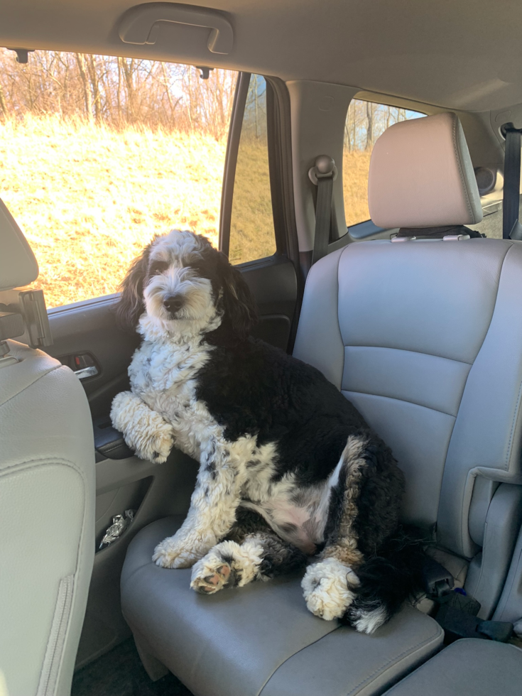 Playful Bernadoodle Poodle Mix Pup
