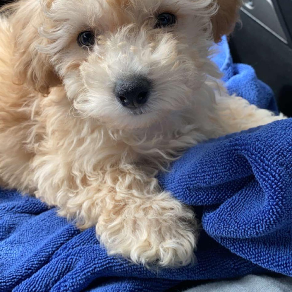 Funny Poochon Poodle Mix Pup