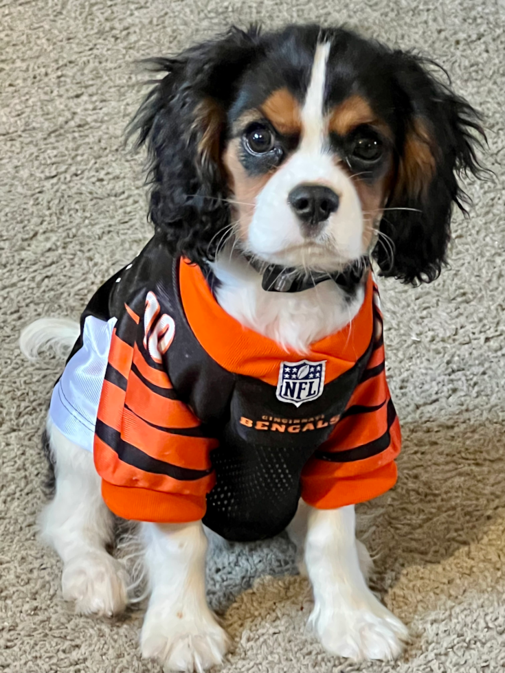 Petite Cavalier King Charles Spaniel Pup in