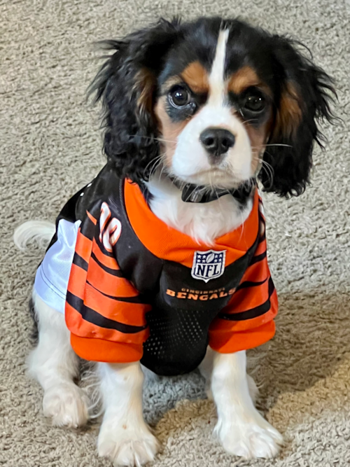 Petite Cavalier King Charles Spaniel Pup in