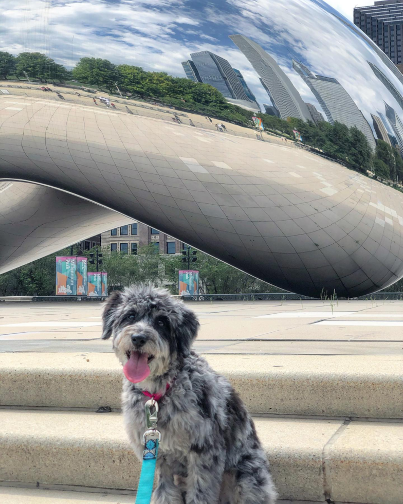 Adorable Aussiepoo Poodle Mix Pup