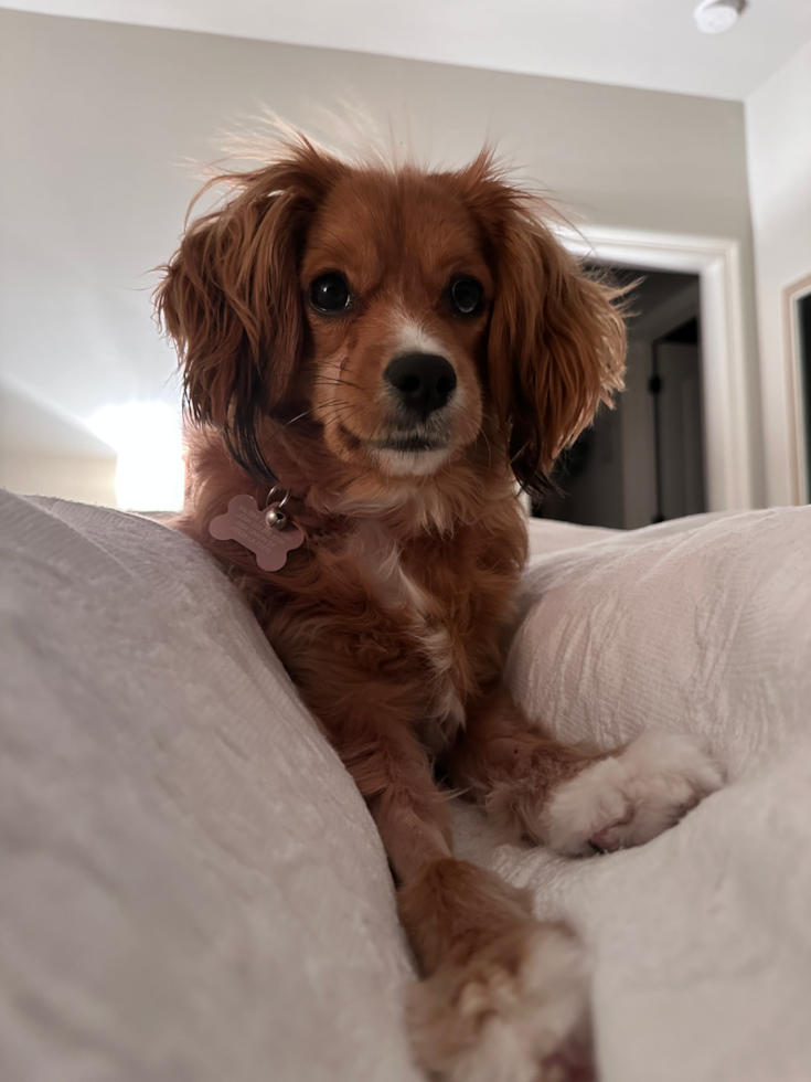 Smart Cavapoo Poodle Mix Pup