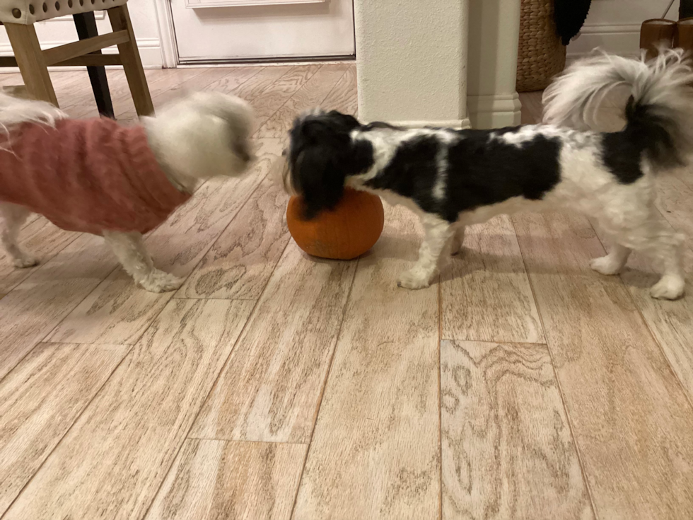 Fluffy Teddy Bear Designer Pup