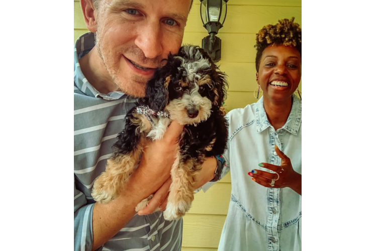 Mini Bernedoodle Pup Being Cute