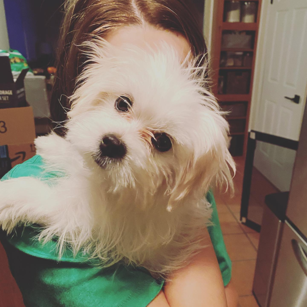 Petite Teddy Bear Designer Pup