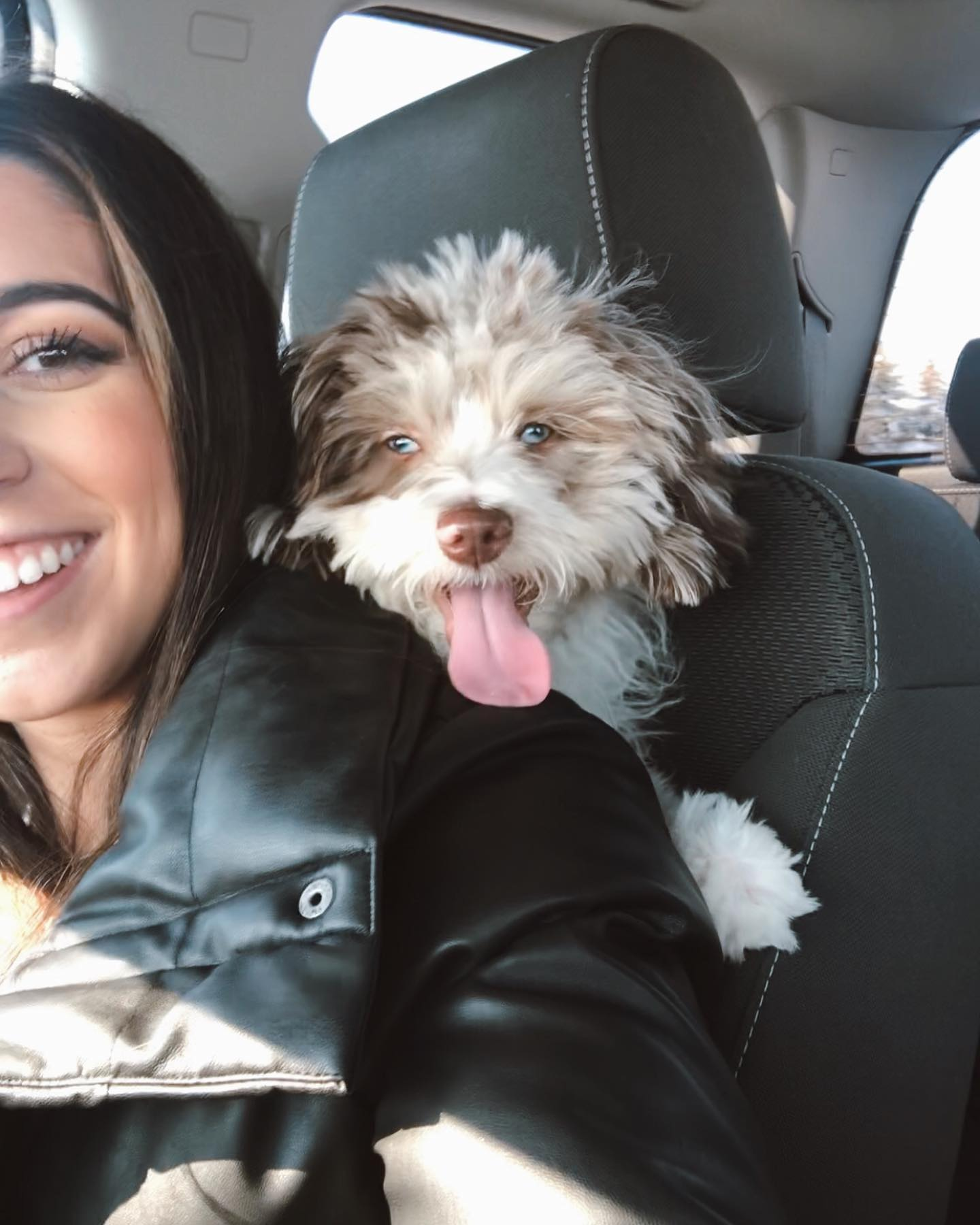 Best Mini Aussiedoodle Baby