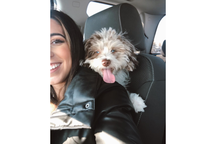 Best Mini Aussiedoodle Baby