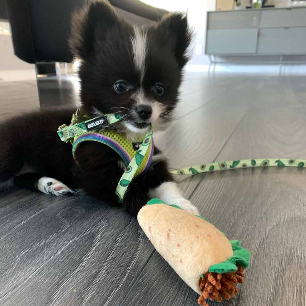 Playful Pomeranian Pup