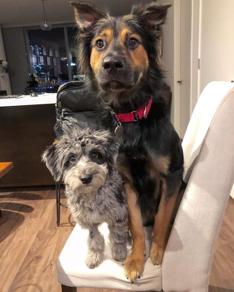 Naperville Mini Aussiedoodle Pup