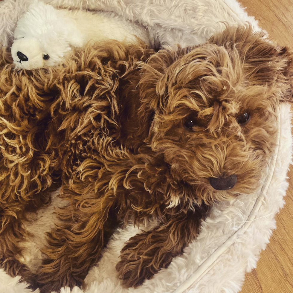Popular Cockapoo Poodle Mix Pup