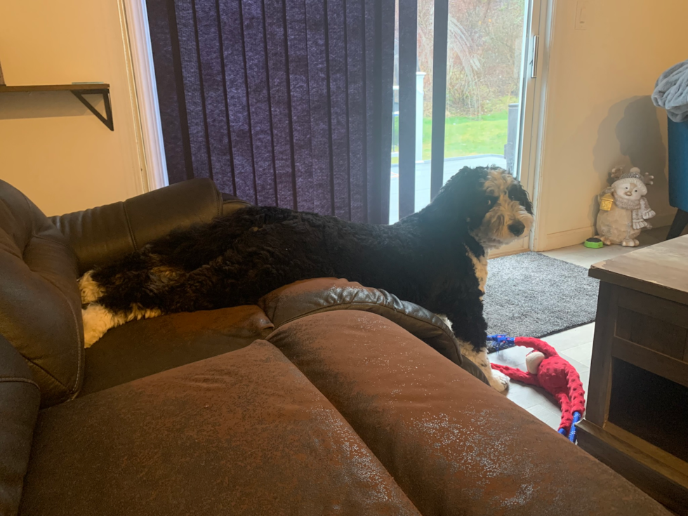 Cute Mini Bernedoodle Pup